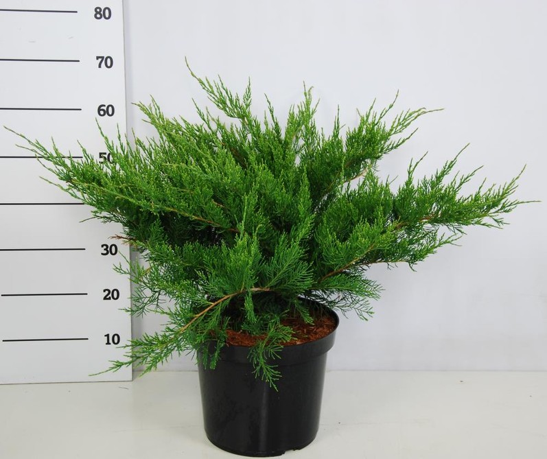 Можжевельник средний Минт Джулеп